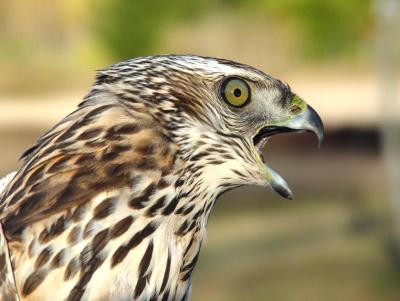 Northern Goshawk juvenile male