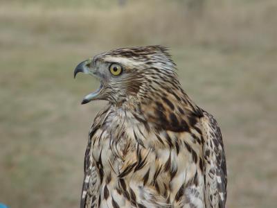 Northern Goshawk juvenile male