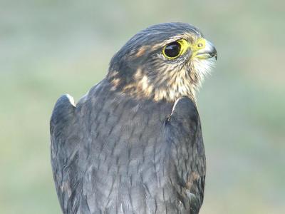 Merlin adult male