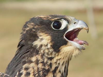Peregrine Falcon juvenile female