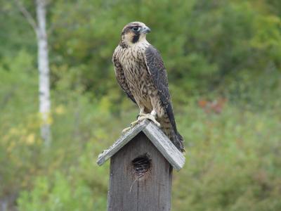 Peregrine Falcon juvenile male