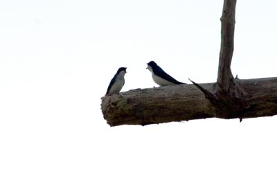 Img_0372Tree Swallow.jpg