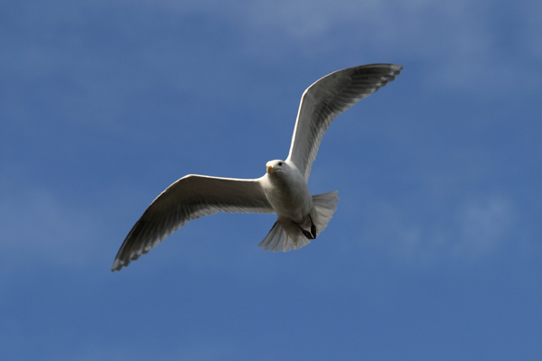 Img_2142Gull.jpg