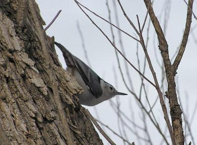 Nuthatch in tree
