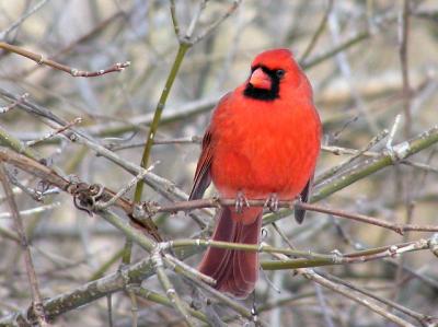  Cardinal.jpg