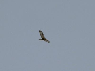Rough-Legged hawk....wing pattern