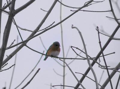 Bluebird