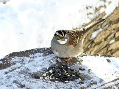  White-throated sparrow