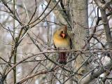 Cardinal Female.jpg