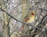 Cardinal Female.jpg