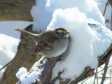 white-throated sparrow