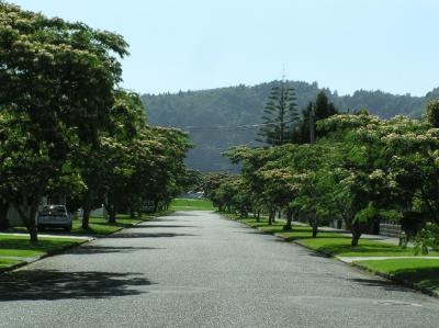 Hill and trees.jpg