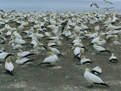 Gannets 1.jpg