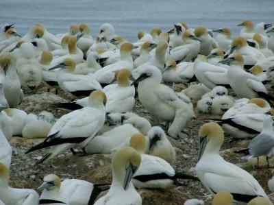 Gannets 2.jpg