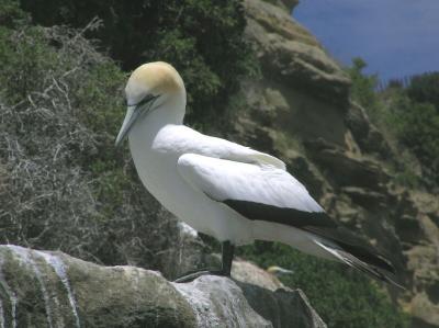 Gannets 6.jpg