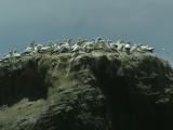 Gannets 5.jpg