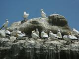 Gannets 7.jpg