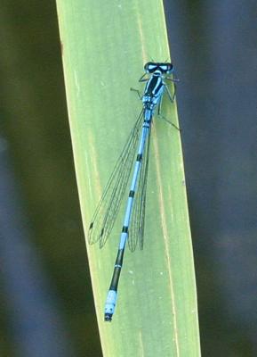 Coenagrion puella Azure damselfly Azuurwaterjuffer 