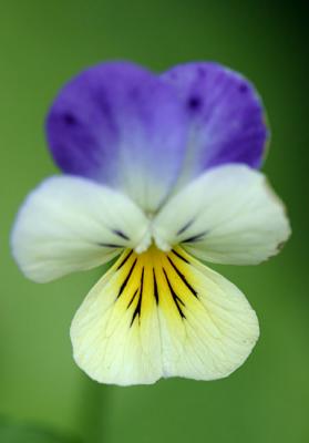 Viola tricolor Wild pansy Driekleurig viooltje