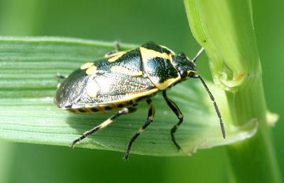 Eurydema oleracea Koolschildwants