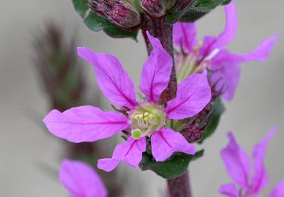 Lythrum salicariaPurple loosestrifeKattestaart 