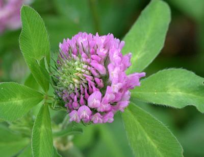 Trifolium pratense Rode klaver 