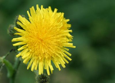 Taraxacum spec.DandelionPaardebloem