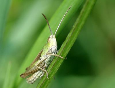 Myrmeleotettix maculatus Knopsprietje 