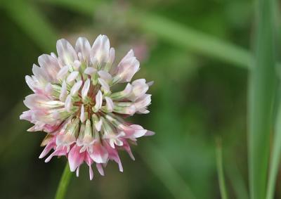 Trifolium hybridumAlsike cloverBasterdklaver