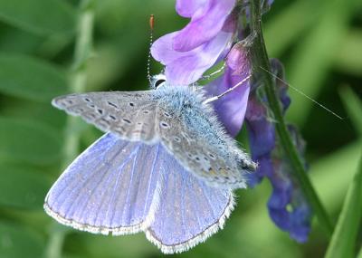 Icarus blauwtje (man)Common blue(male)Polyommatus icarus