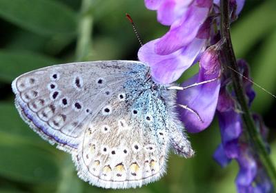 Polyommatus icarusCommon blue(male)Icarus blauwtje (man)