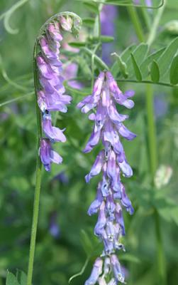 Vicia craccaTufted VetchVogelwikke