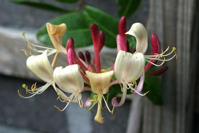 Lonicera periclymenum<br>Honeysuckle <br>Wilde kamperfoelie