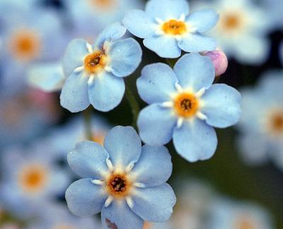 Myosotis Scorpioides Water forget-me-not Moerasvergeet-mij-nietje