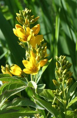 Lysimachia punctata Yellow loosestrive  Puntwederik