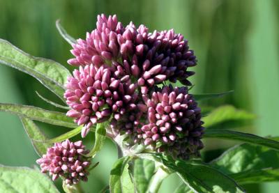 Eupatorium cannabinumHemp agrimony   Koninginnenkruid