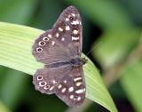 Bont Zandoogje Speckled WoodParage aegeria