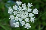 Daucus carrota<br>Wild carrot aka Queen Annes Lace <br>Peen