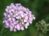 Achillea millefolium Common yarrow Gewoon duizendblad