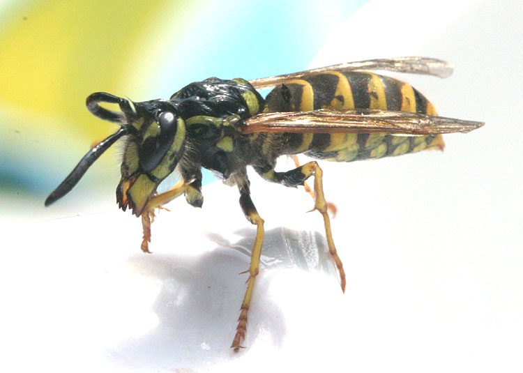 Vespula vulgaris <br>Common wasp <br>Gewone wesp
