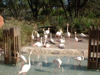 Flamingos behind the pool