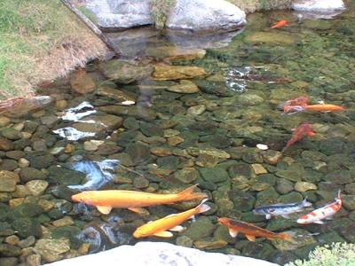 giant goldfish in Japan