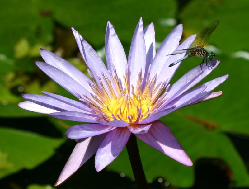 Lotus Blossom with a Dragon Fly