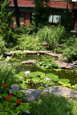 Water Lily Pond with a Heron