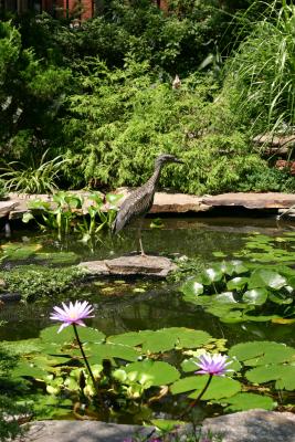 Heron & Water Lilies in Bloom