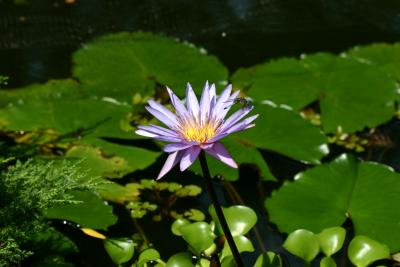Water Lily with Dragon Fly