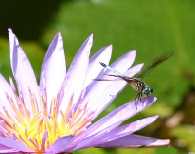 Dragon Fly