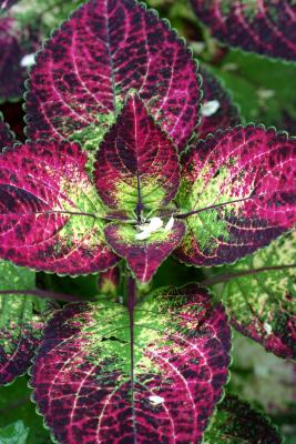 Coleus