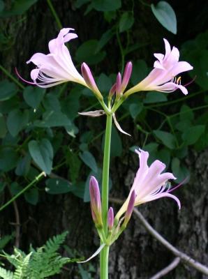More Pink Lilies