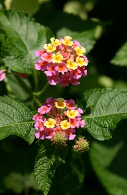 Lantana